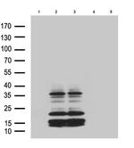 GPR26 Antibody in Western Blot (WB)