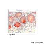GPR27, G protein-coupled Receptor 27 Antibody in Immunohistochemistry (Paraffin) (IHC (P))