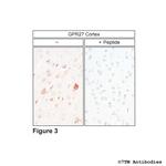 GPR27, G protein-coupled Receptor 27 Antibody in Immunohistochemistry (Paraffin) (IHC (P))