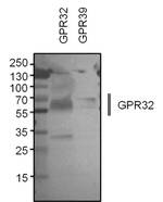 GPR32 Antibody in Western Blot (WB)