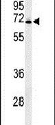 GPR50 Antibody in Western Blot (WB)