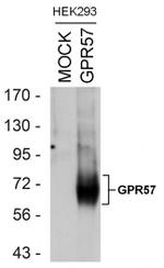 TAAR3 Antibody in Western Blot (WB)