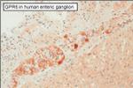 GPR6 Antibody in Immunohistochemistry (Paraffin) (IHC (P))