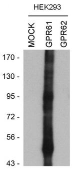 GPR61 Antibody in Western Blot (WB)