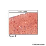 GPR61, G protein-coupled Receptor 61 Antibody in Immunohistochemistry (Paraffin) (IHC (P))