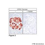 GPR61, G protein-coupled Receptor 61 Antibody in Immunohistochemistry (Paraffin) (IHC (P))