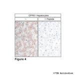 GPR61, G protein-coupled Receptor 61 Antibody in Immunohistochemistry (Paraffin) (IHC (P))