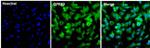 GPR62 Antibody in Immunocytochemistry (ICC/IF)