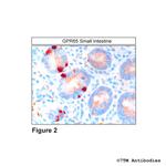 GPR65, G protein-coupled Receptor 65 Antibody in Immunohistochemistry (Paraffin) (IHC (P))