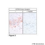 GPR65, G protein-coupled Receptor 65 Antibody in Immunohistochemistry (Paraffin) (IHC (P))