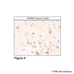 GPR65, G protein-coupled Receptor 65 Antibody in Immunohistochemistry (Paraffin) (IHC (P))