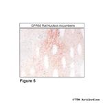 GPR65, G protein-coupled Receptor 65 Antibody in Immunohistochemistry (Paraffin) (IHC (P))