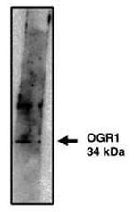 GPR68 Polyclonal Antibody