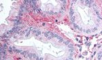 GPR81 Antibody in Immunohistochemistry (Paraffin) (IHC (P))