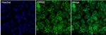 GPR82 Antibody in Immunocytochemistry (ICC/IF)