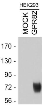GPR82 Antibody in Western Blot (WB)