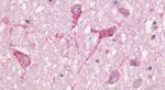 GPR83 Antibody in Immunohistochemistry (Paraffin) (IHC (P))