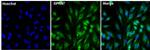 GPR97 Antibody in Immunocytochemistry (ICC/IF)