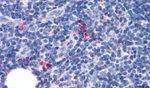 GPR97 Antibody in Immunohistochemistry (Paraffin) (IHC (P))