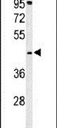 GPSN2 Antibody in Western Blot (WB)