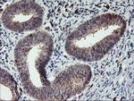 GRAP2 Antibody in Immunohistochemistry (Paraffin) (IHC (P))