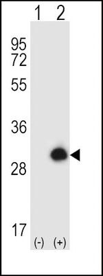 GRB2 Antibody in Western Blot (WB)