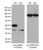 GRHPR Antibody in Western Blot (WB)