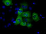 GRIPAP1 Antibody in Immunocytochemistry (ICC/IF)