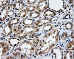 GRIPAP1 Antibody in Immunohistochemistry (Paraffin) (IHC (P))