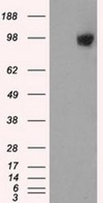 GRIPAP1 Antibody in Western Blot (WB)