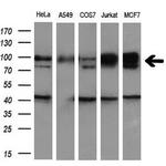 GRIPAP1 Antibody in Western Blot (WB)