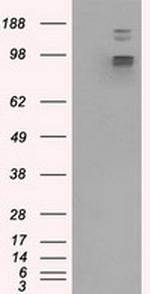 GRIPAP1 Antibody in Western Blot (WB)