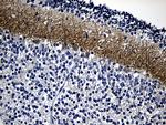 GRM4 Antibody in Immunohistochemistry (Paraffin) (IHC (P))