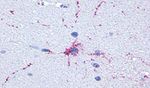 mGluR8 Antibody in Immunohistochemistry (Paraffin) (IHC (P))