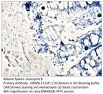 Granzyme B Polyclonal Antibody