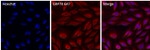 GRP78 Polyclonal Antibody, Alexa Fluor™ 647