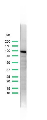 GRP94 Antibody in Western Blot (WB)