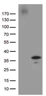 GRPEL1 Antibody in Western Blot (WB)