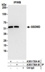 GSDMD Antibody in Western Blot (WB)