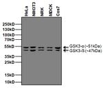 GSK3 alpha/beta Antibody in Western Blot (WB)