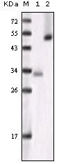 GSK3 alpha Monoclonal Antibody (6G12C2)