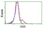 GSS Antibody in Flow Cytometry (Flow)