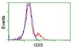 GSS Antibody in Flow Cytometry (Flow)