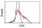 GSS Antibody in Flow Cytometry (Flow)
