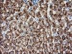 GSS Antibody in Immunohistochemistry (Paraffin) (IHC (P))