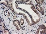 GSS Antibody in Immunohistochemistry (Paraffin) (IHC (P))