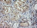GSS Antibody in Immunohistochemistry (Paraffin) (IHC (P))