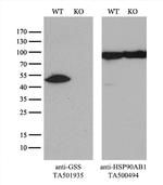 GSS Antibody in Western Blot (WB)