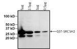GST Tag Monoclonal Antibody (8-326), HRP