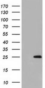 GSTA4 Antibody in Western Blot (WB)